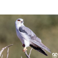 گونه کورکور بال سیاه Black-winged Kite